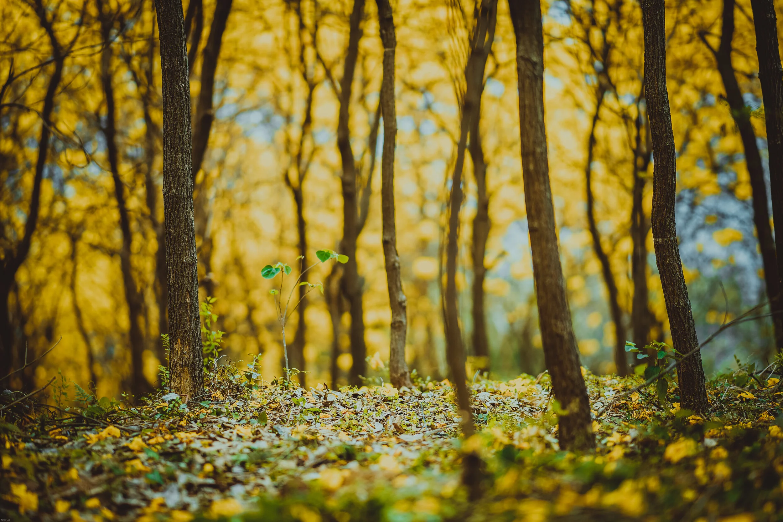 Sunlight through a golden autumn forest